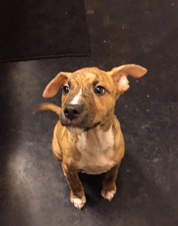 Этот щенок пытался убрать за собой лужу и это не может не умилять щенок пытался убрать за собой лужу