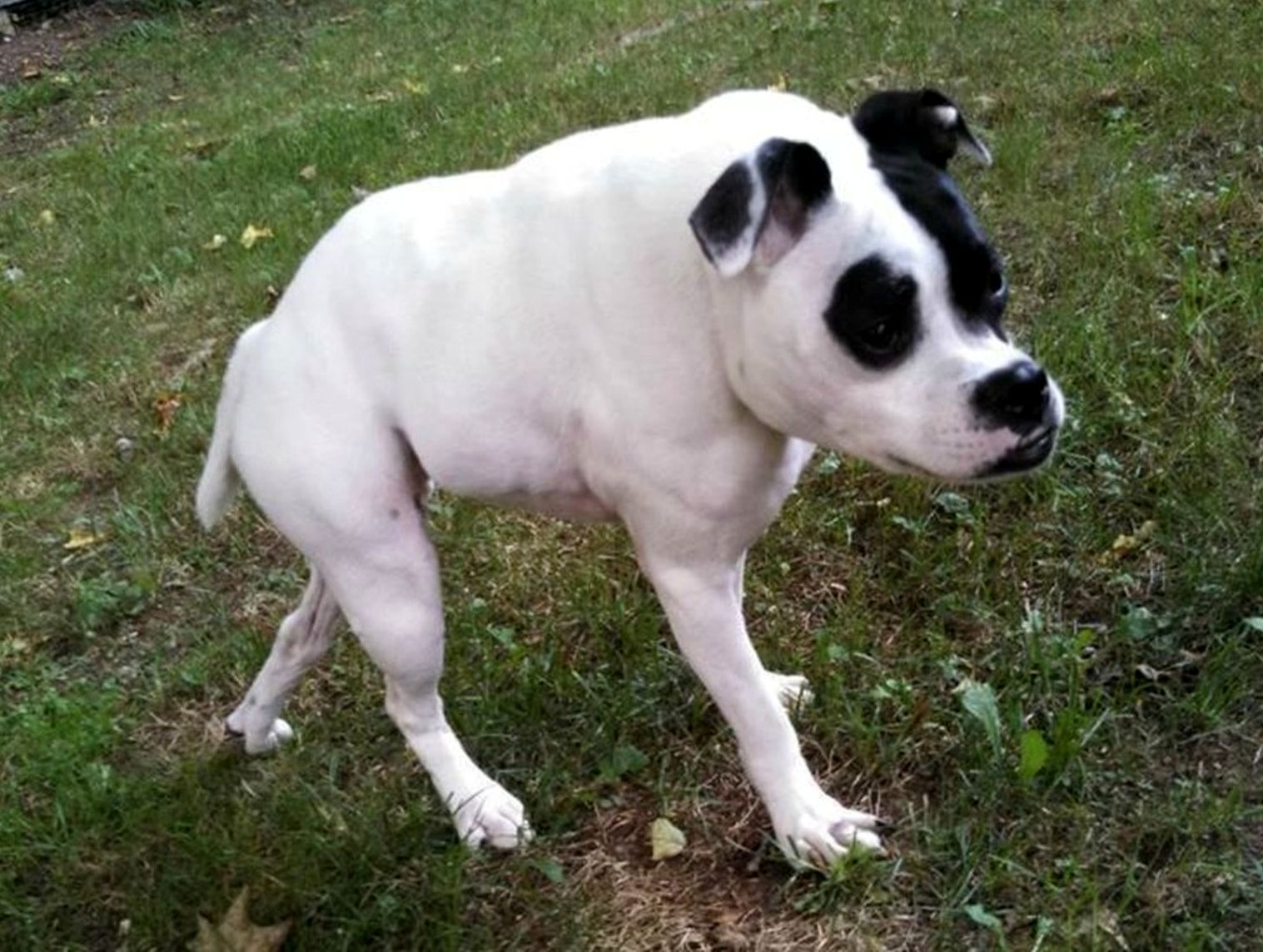 короткий позвоночник, питуль по кличке Куда, Cuda dog