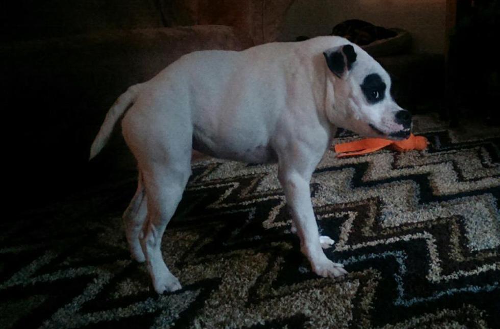 короткий позвоночник, питуль по кличке Куда, Cuda dog