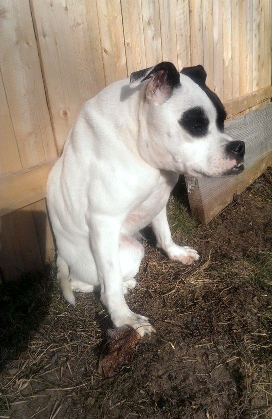 короткий позвоночник, питуль по кличке Куда, Cuda dog