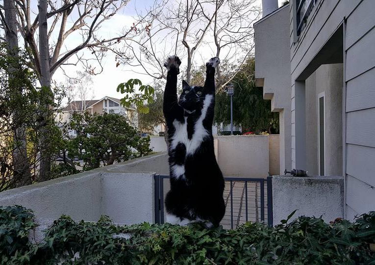 кошка лапы вверх, кошка любит поднимать лапы вверх