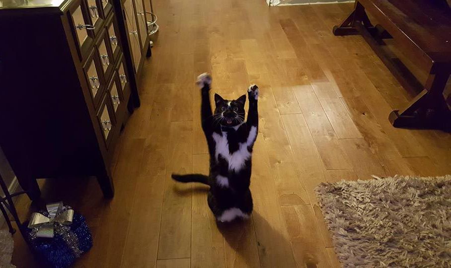кошка лапы вверх, кошка любит поднимать лапы вверх