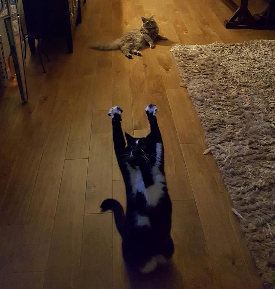 кошка лапы вверх, кошка любит поднимать лапы вверх