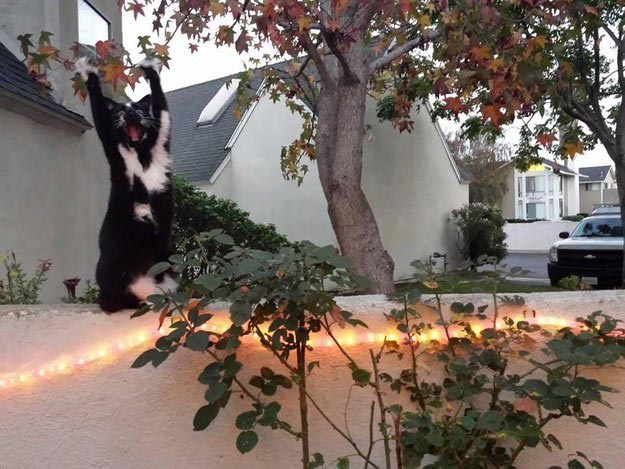 кошка лапы вверх, кошка любит поднимать лапы вверх