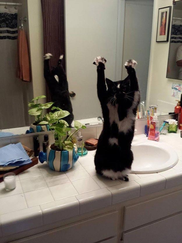 кошка лапы вверх, кошка любит поднимать лапы вверх