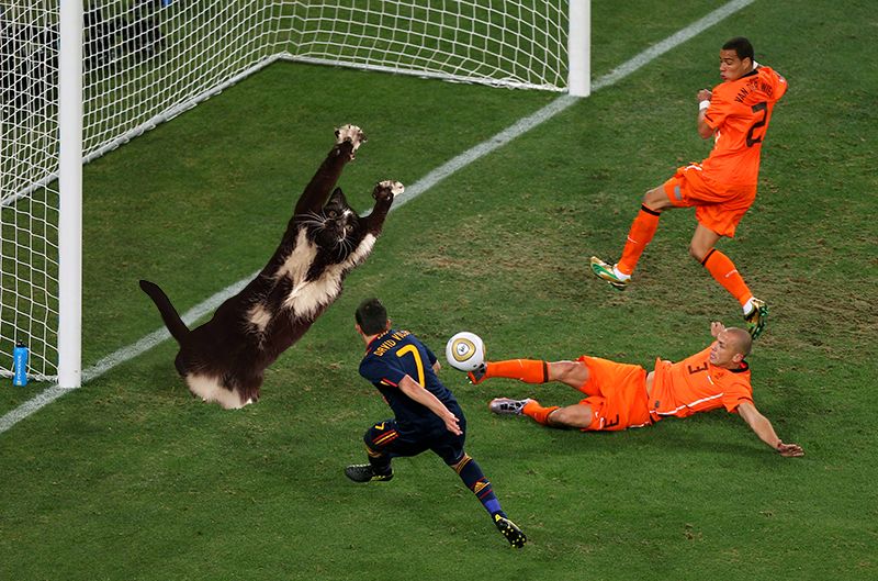 кошка лапы вверх, кошка любит поднимать лапы вверх