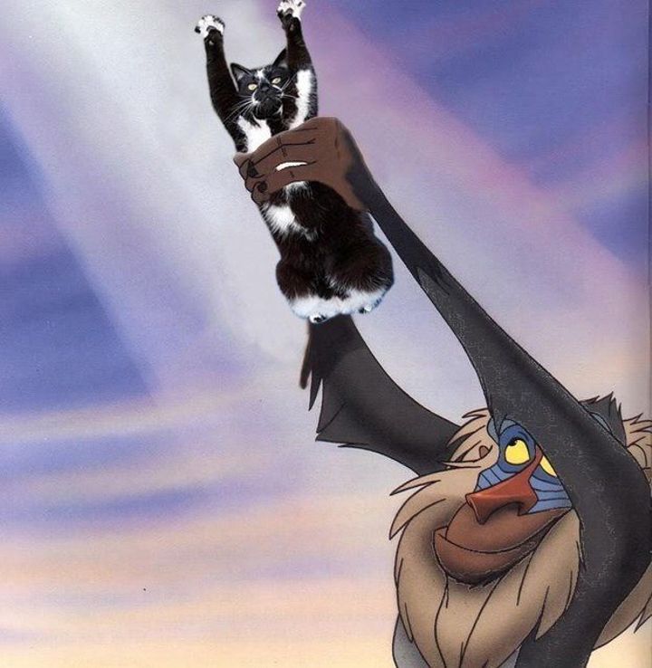 кошка лапы вверх, кошка любит поднимать лапы вверх