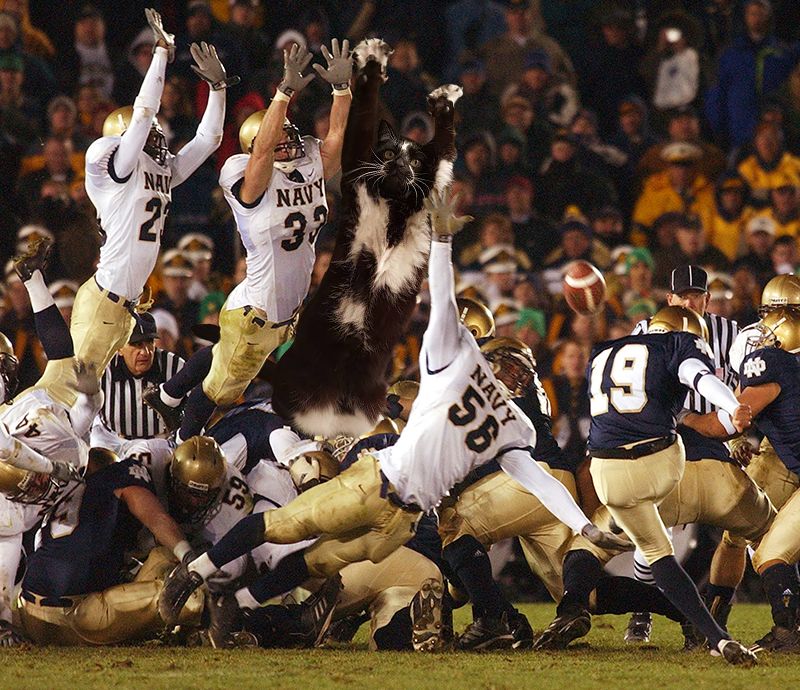 кошка лапы вверх, кошка любит поднимать лапы вверх