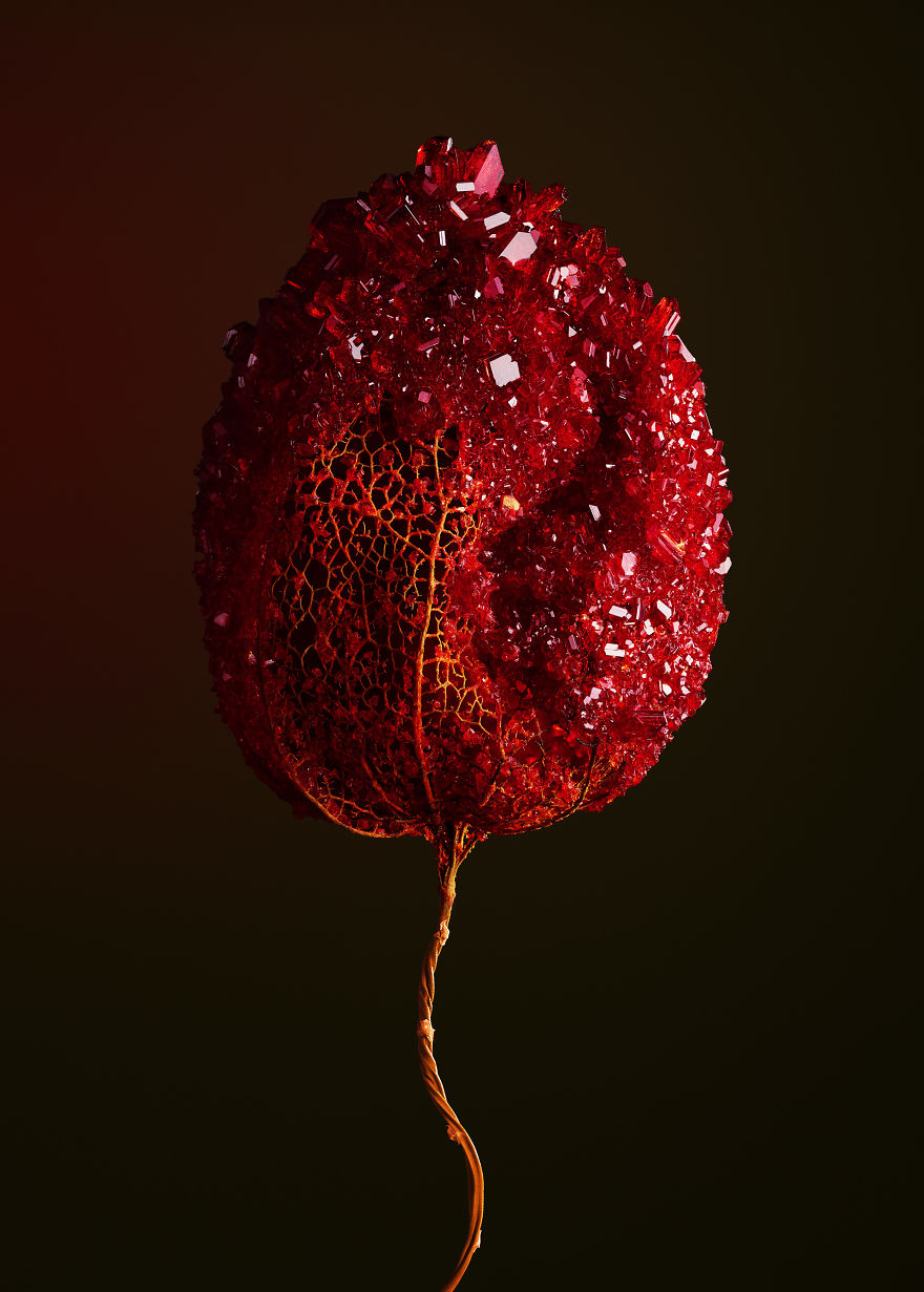 Растения инкрустированные кристаллами, Элисон Моуот, Alyson Mowat