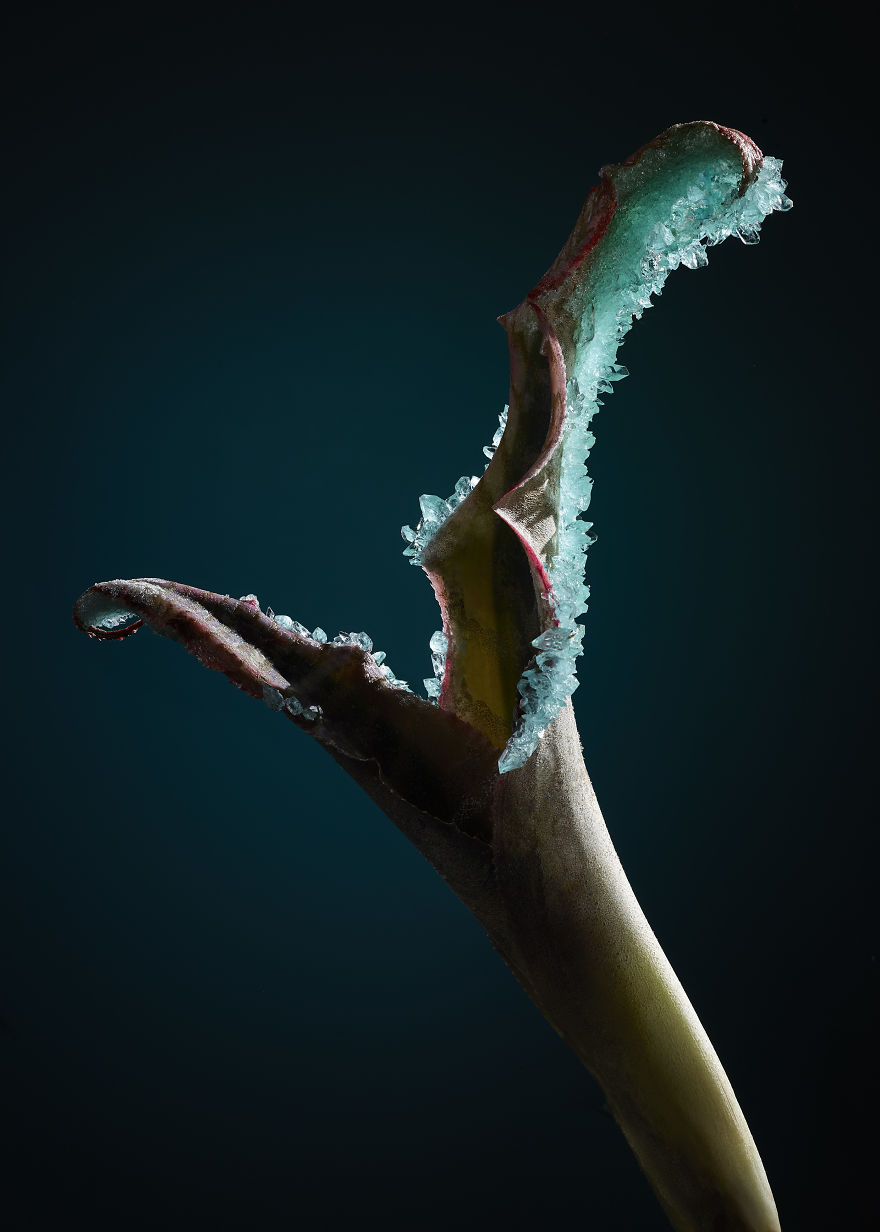 Растения инкрустированные кристаллами, Элисон Моуот, Alyson Mowat