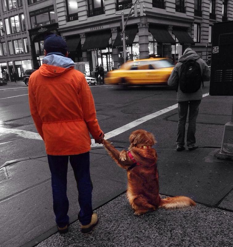 Лубутина — собака, обожающая обнимашки и сводящая интернет с ума своей милотой собака обнимашки, Лубутина, Луби, собака любит обнимашки