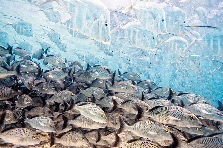 лучший фотограф дикой природы 2016, финалисты конкурса Wildlife Photographer of the Year