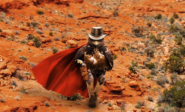 битва фотошоперов ястреб, битва фотошоперов ястреб и его крутой походка, фотожабы крутой ястреб