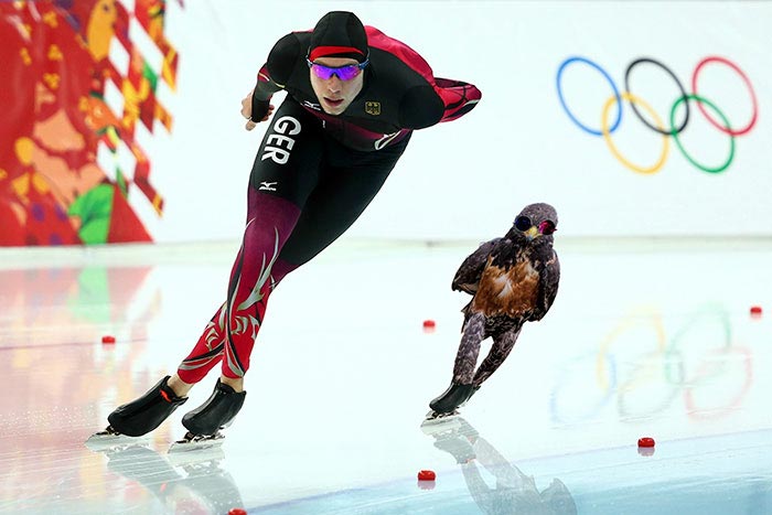 битва фотошоперов ястреб, битва фотошоперов ястреб и его крутой походка, фотожабы крутой ястреб