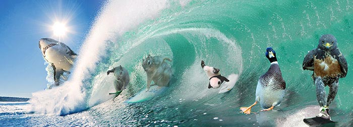 битва фотошоперов ястреб, битва фотошоперов ястреб и его крутой походка, фотожабы крутой ястреб