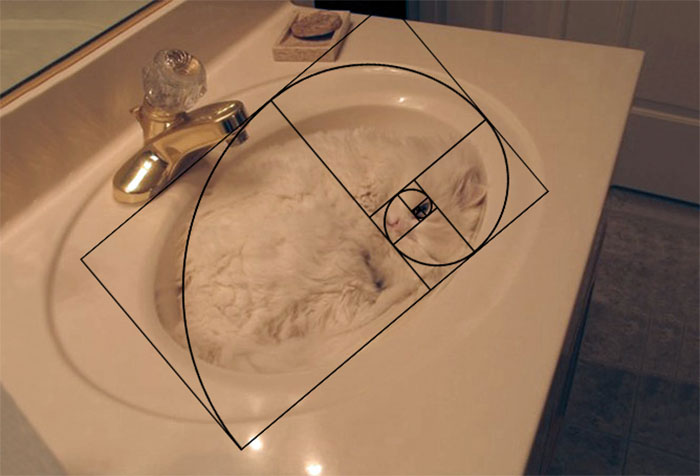 кошки идеальны с математической точки зрения, последовательность Фибоначчи коты