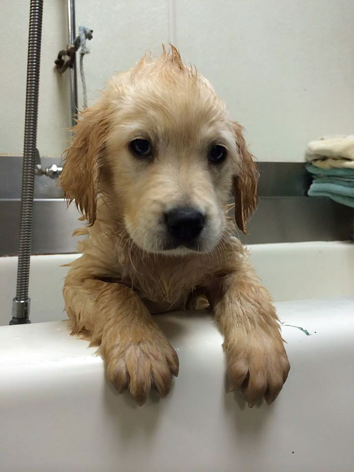 Щенок в брекетах, собака с брекетами