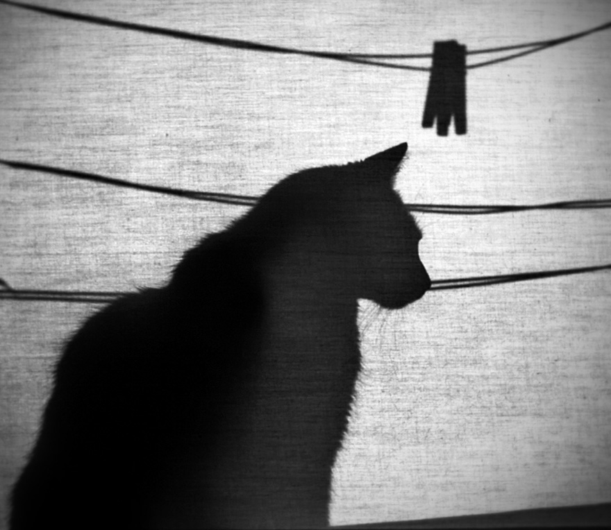 таинственная жизнь кошек, чёрно-белые фотографии кошек