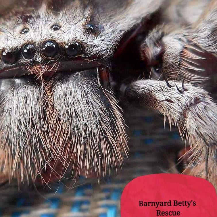 гигантский паук-егерь, паук-егерь Шарлотта