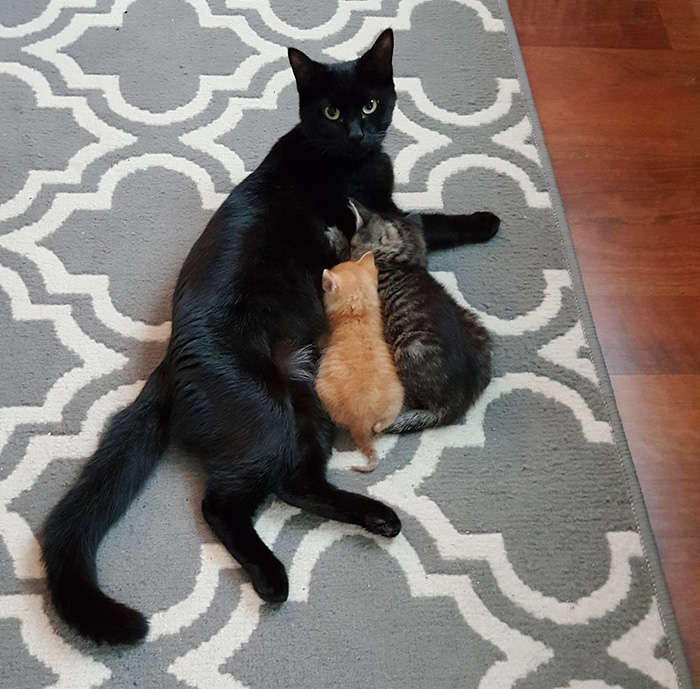 Полицейский спас крохотного котёнка, Squirt  котёнок