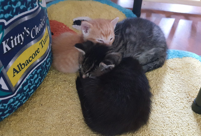 Полицейский спас крохотного котёнка, Squirt  котёнок