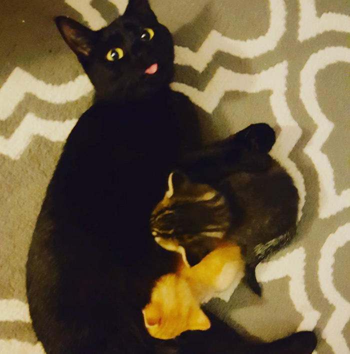 Полицейский спас крохотного котёнка, Squirt  котёнок