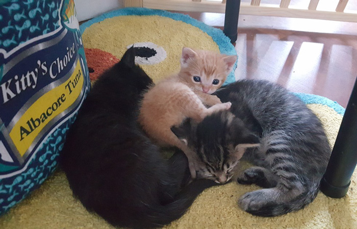 Полицейский спас крохотного котёнка, Squirt  котёнок