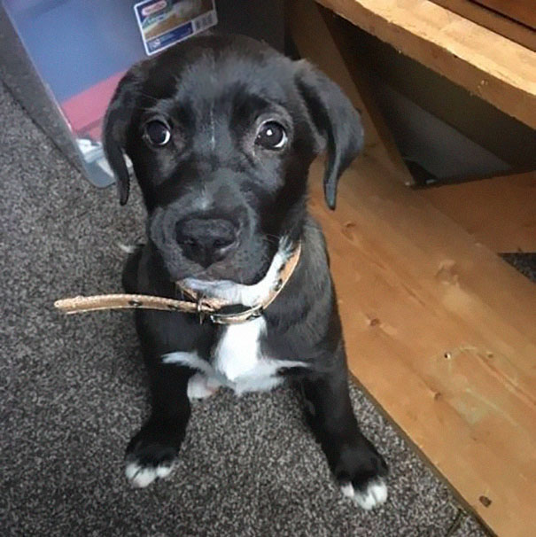 Женщина увидела движущийся мешок на дороге, щенок в мешке на дороге, Малисса Сержан Льюис