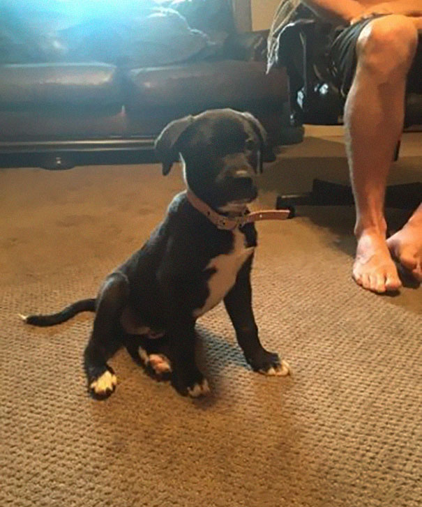 Женщина увидела движущийся мешок на дороге, щенок в мешке на дороге, Малисса Сержан Льюис