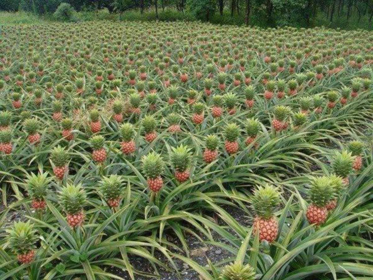 19 ошеломляющих фактов, которые перевернут ваше представление об этом мире удивительные факты, факты о мире