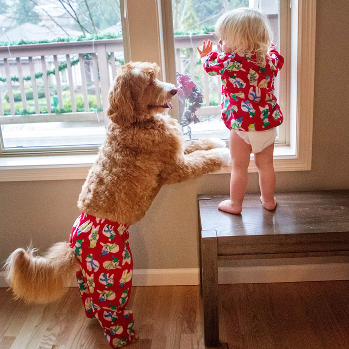 дружба приёмного ребёнка и его собаки, Рейган и Бадди