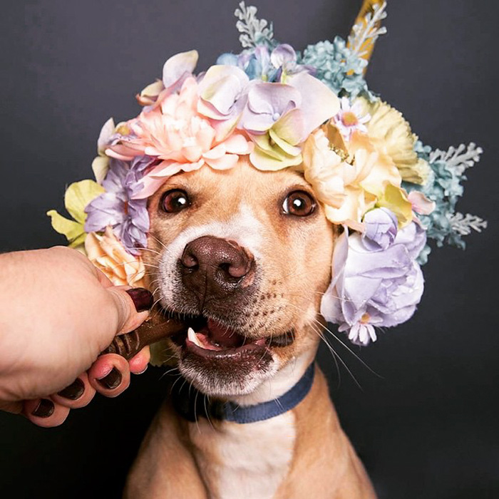 Pit Bull Flower Power, питбули с цветочными венками