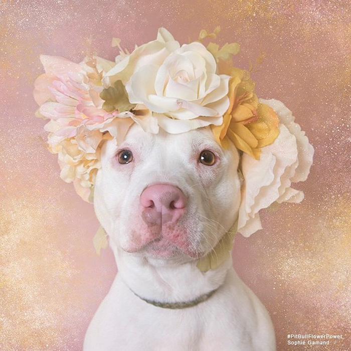Pit Bull Flower Power, питбули с цветочными венками