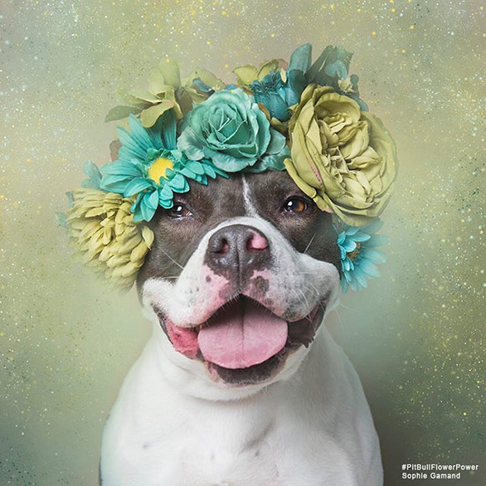 Pit Bull Flower Power, питбули с цветочными венками