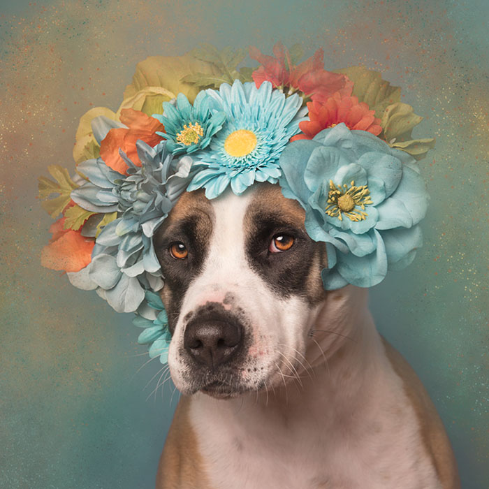 Pit Bull Flower Power, питбули с цветочными венками