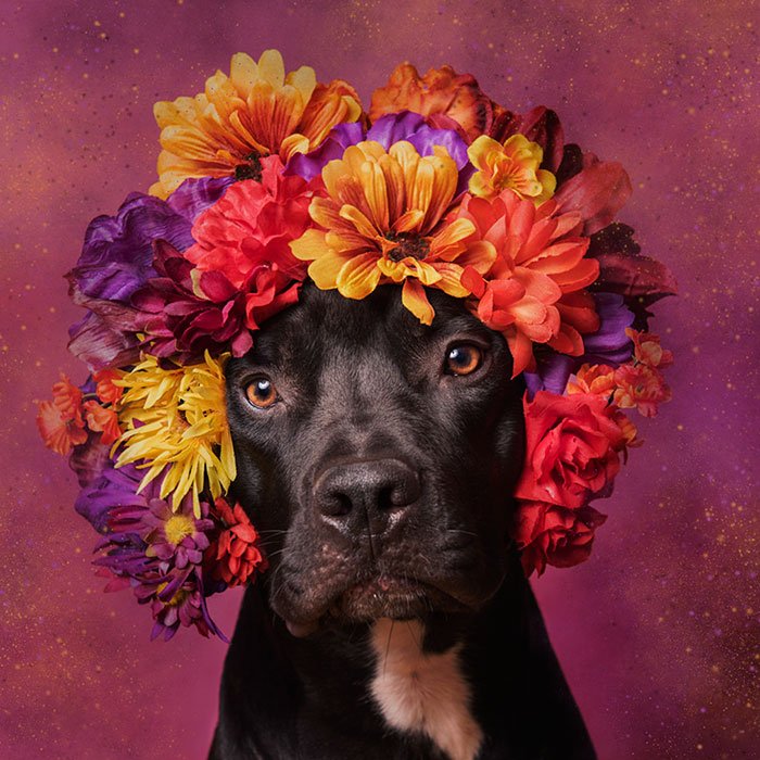 Pit Bull Flower Power, питбули с цветочными венками