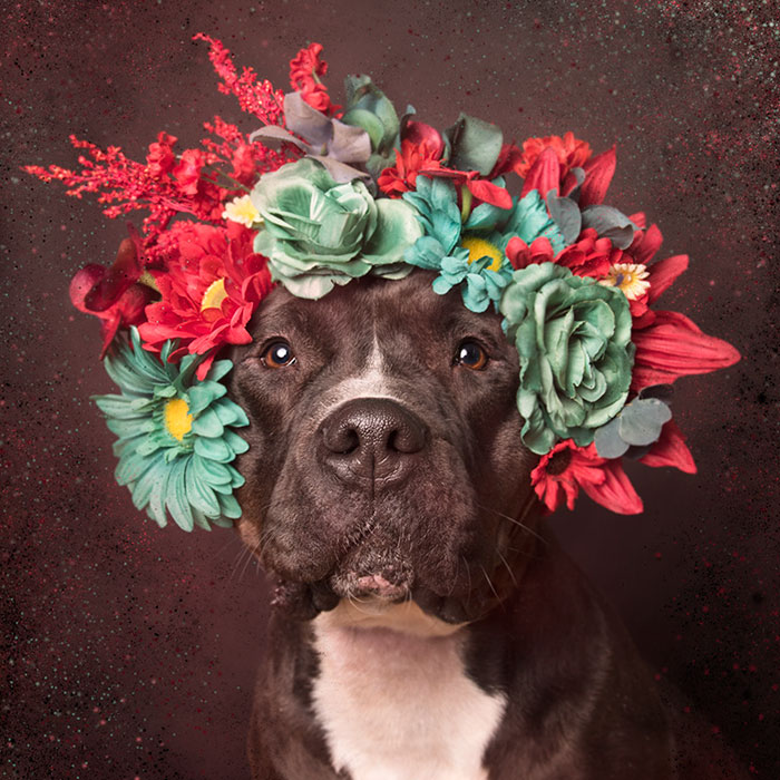 Pit Bull Flower Power, питбули с цветочными венками