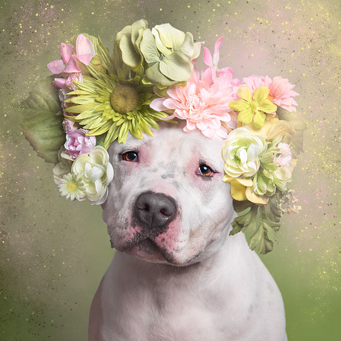 Pit Bull Flower Power, питбули с цветочными венками