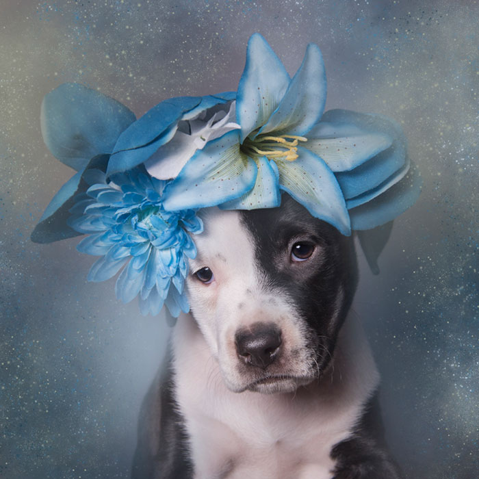 Pit Bull Flower Power, питбули с цветочными венками