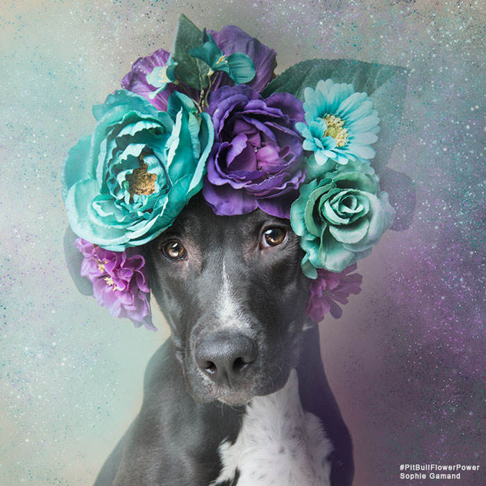 Pit Bull Flower Power, питбули с цветочными венками