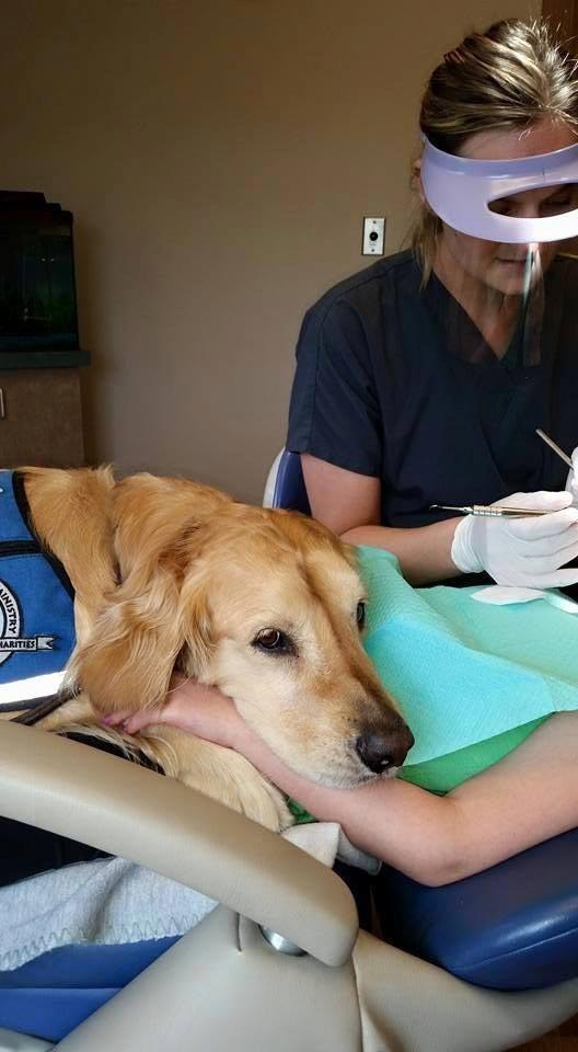 У этого стоматолога есть одно необычное пушистое средство, чтобы успокоить своих пациентов собака у стоматолога, собака помогает стоматологу, собака стоматолог успокоить пациентов