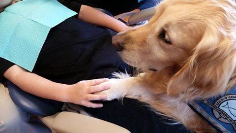 У этого стоматолога есть одно необычное пушистое средство, чтобы успокоить своих пациентов собака у стоматолога, собака помогает стоматологу, собака стоматолог успокоить пациентов