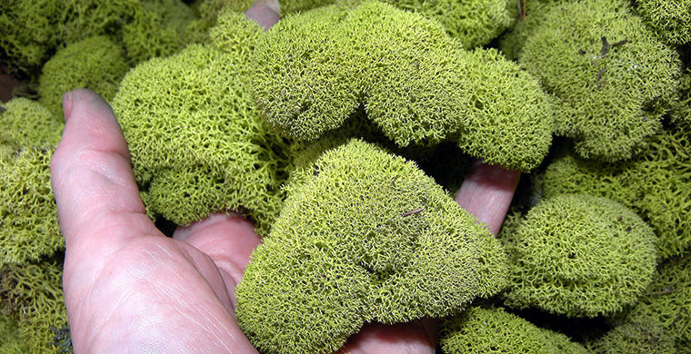 национальные особенности эскимосов, всё об эскимосах