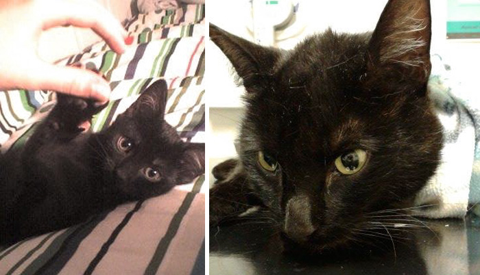 Первые и последние фотографии домашних животных, Первые и последние фотографии питомцев