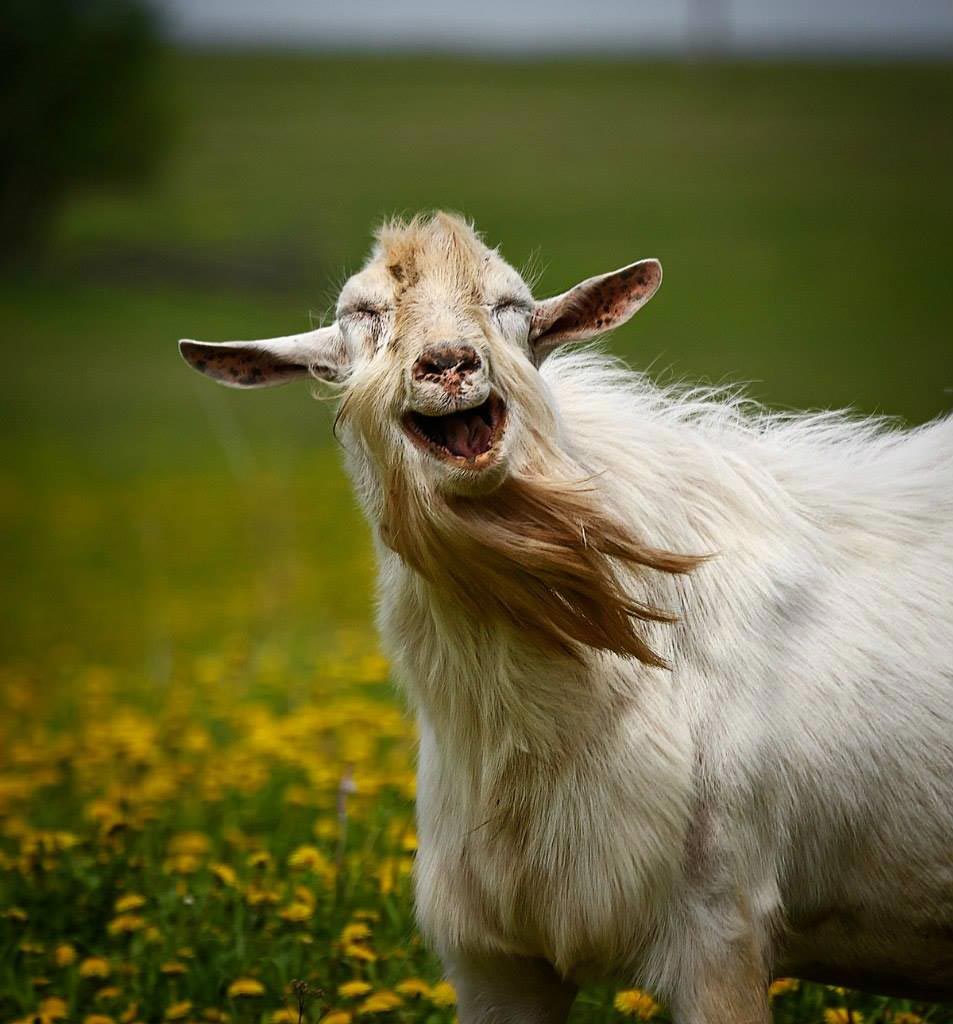 cредневековые способы лечения, методы лечения древности