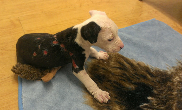 обгоревший щенок сам стал пожарным, обгоревший щенок Джейк