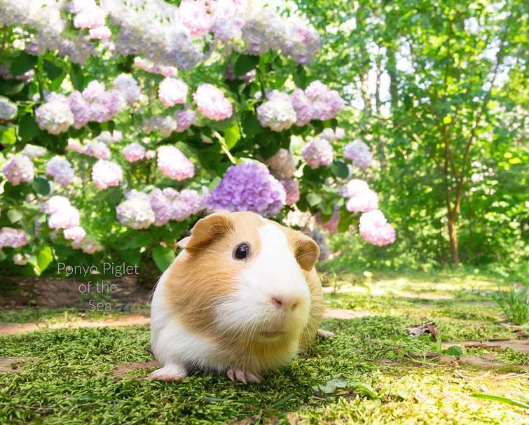 жадная морская свинка Поньо, морская свинка не делится едой