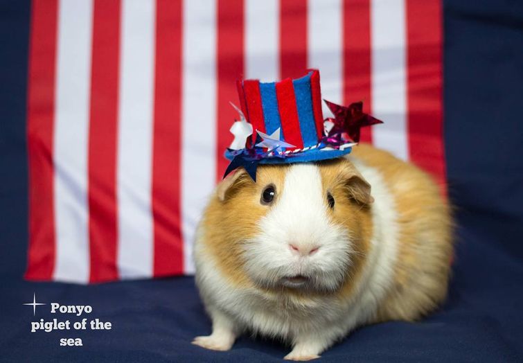 жадная морская свинка Поньо, морская свинка не делится едой