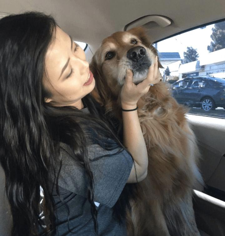 собака в наушниках смотрит видео, собака когда боится наушники и смотрит видео с собаками