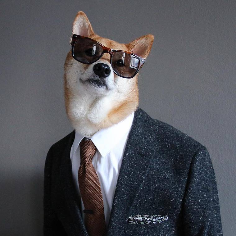 сиба-ину Боди, Bodhi, самый стильный пёс, собака носит человеческую одежду, Menswear Dog